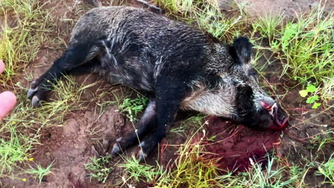 Biggest Boar of 2025 (So Far) 7mm Valkyrie