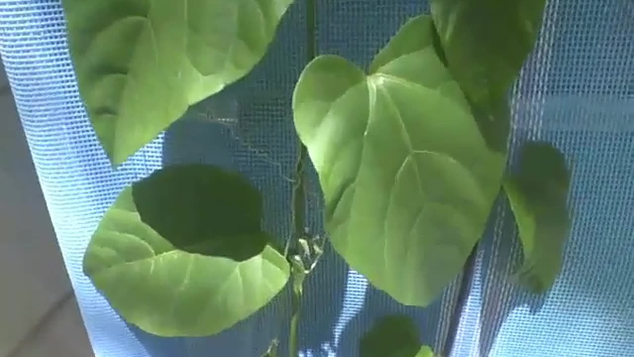 Plant with heart-shaped leaves grows on a beach chair [Nature & Animals]