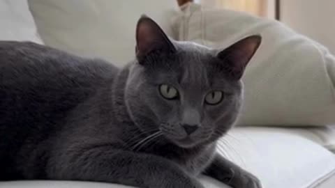 🐶🐱 Funny Dog and Cat Best Friends | Adorable Pet Moments | Viral Animal Video