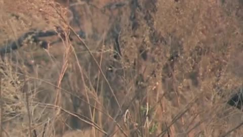 Intense Fight Between Two Lion Kings!
