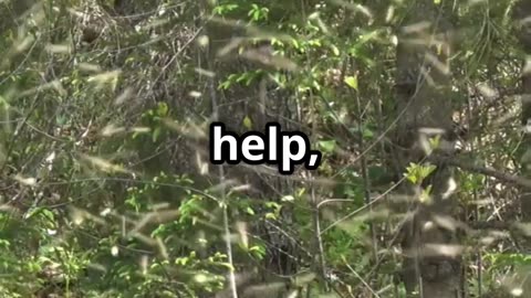 Meet the Insects That Save Your Plants!