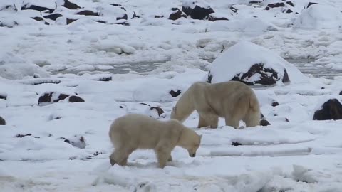 Polar Bears