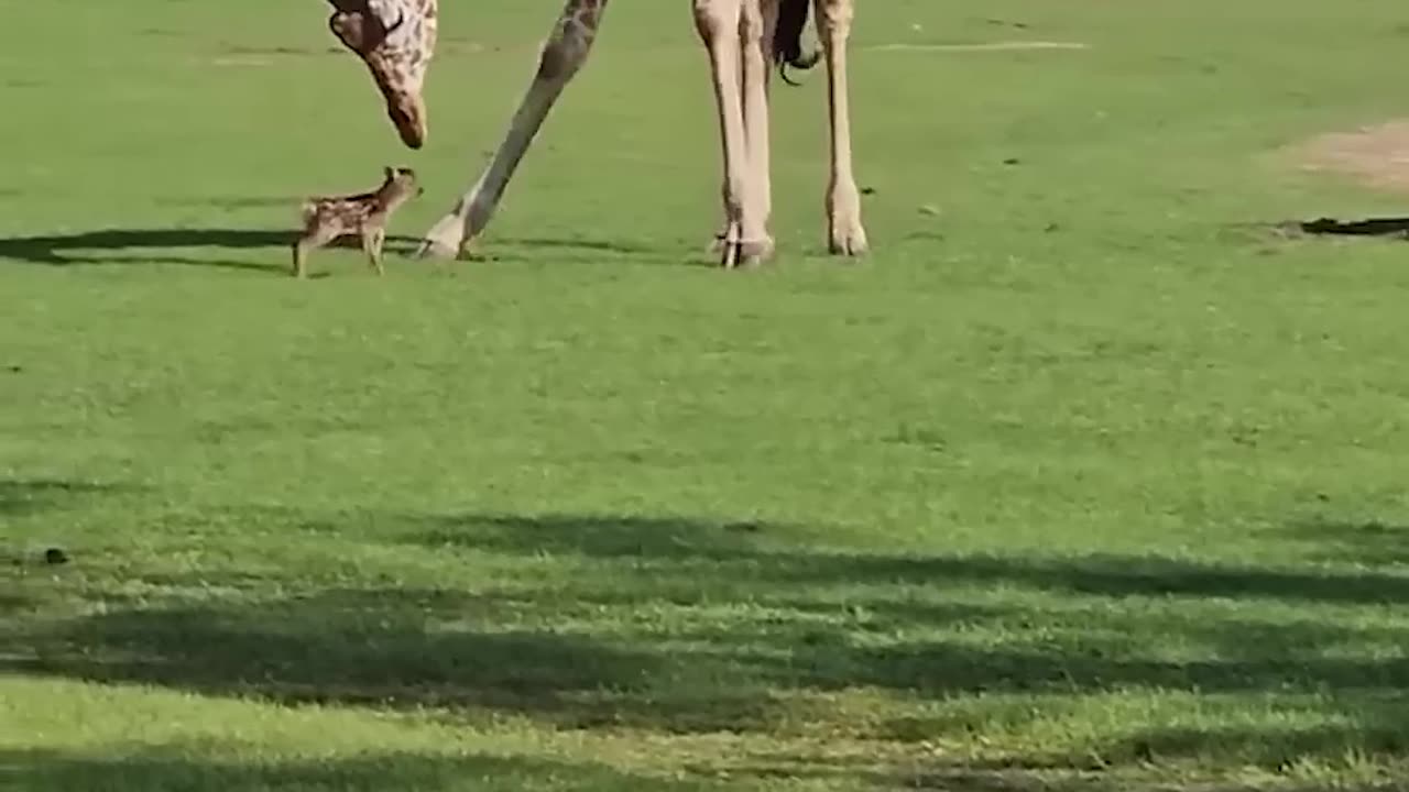 Top 10 Most Viewed Giraffe YouTube Shorts