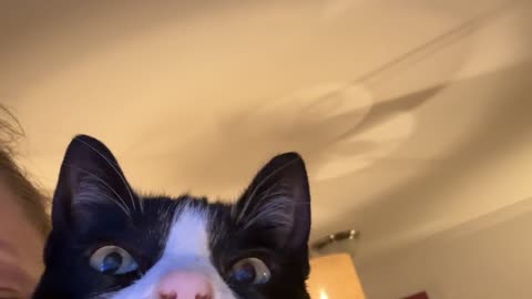 Cat Discovers Video Games After Anesthesia