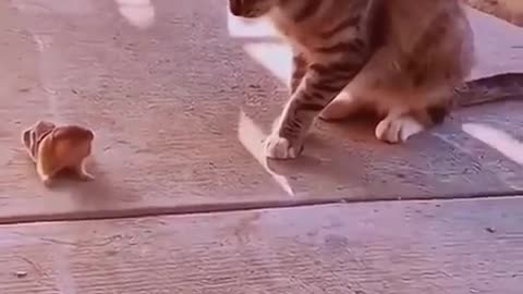 Funniest Dog and Cat Videos You'll Ever See