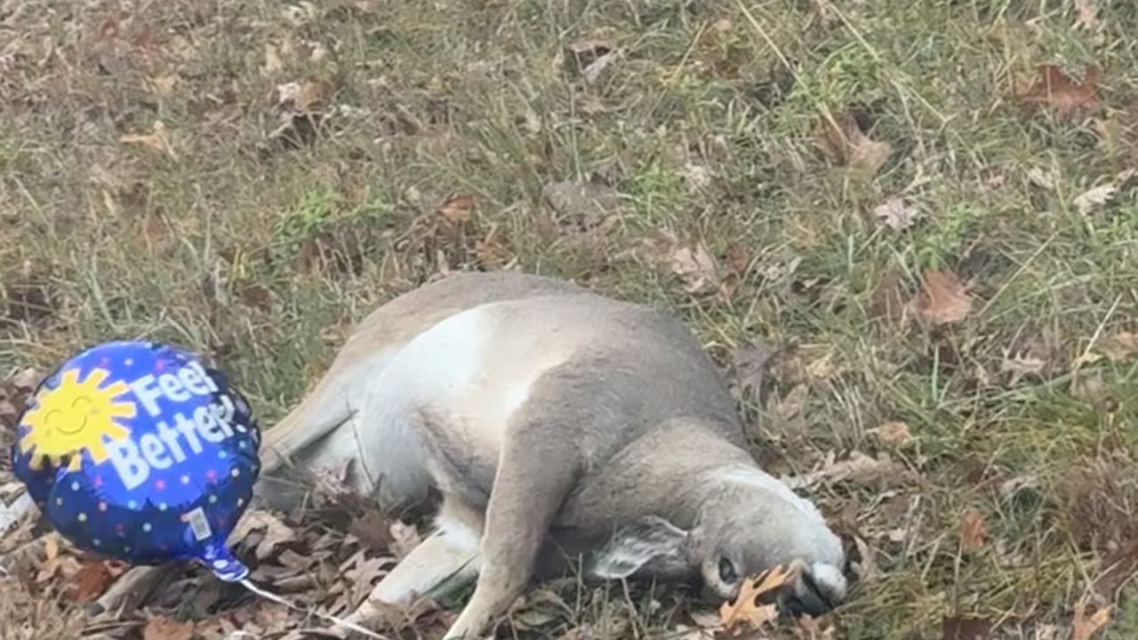 Balloon Left With Dead Deer