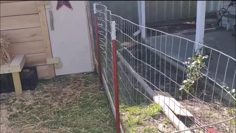 DIY CHICKEN COOP OUT OF WAREHOUSE SHELVING
