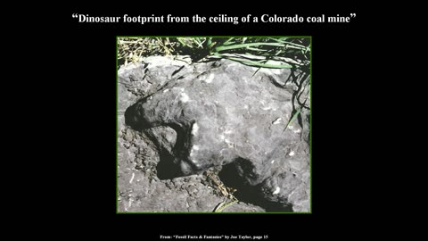Dinosaur footprints in coal?