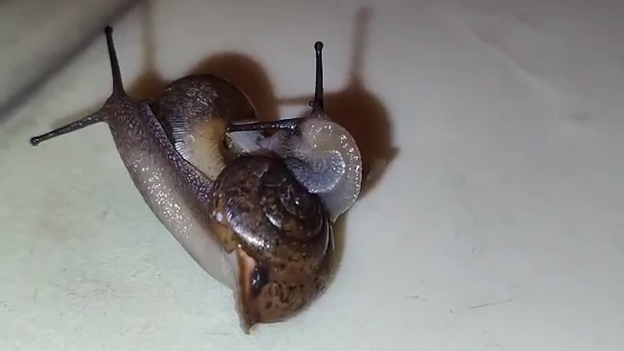 Snails