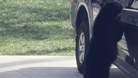 Black Bear Breaks Into Asheville Truck