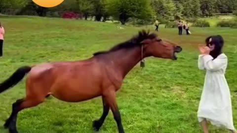 Try not to laugh 😂 😂! Must watch !