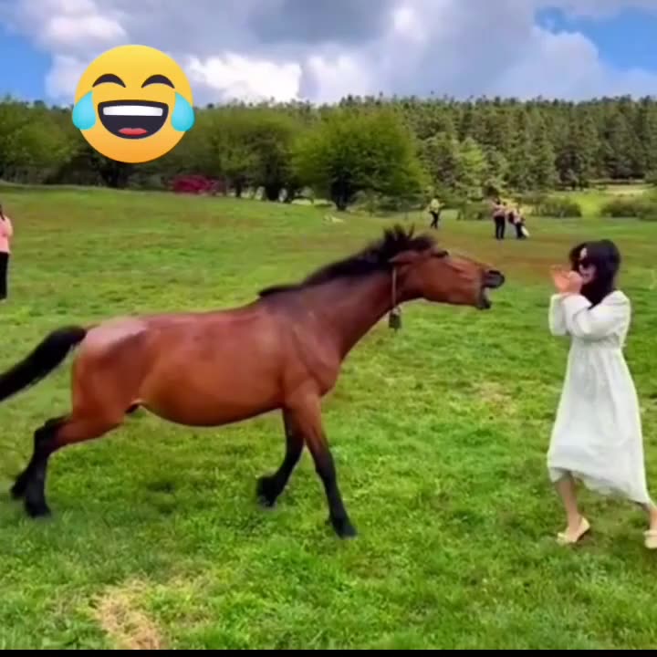 Try not to laugh 😂 😂! Must watch !
