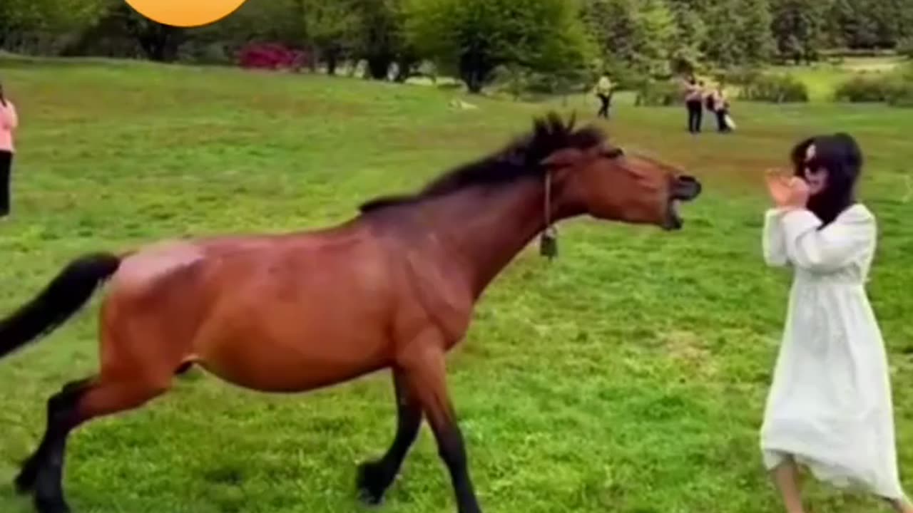 Try not to laugh 😂 😂! Must watch !