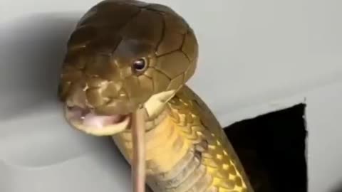 "Is this really a deer?"