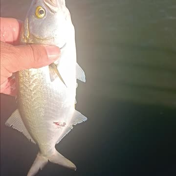 Bluefish magnolia pier