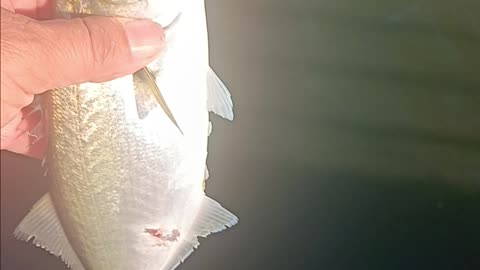 Bluefish magnolia pier