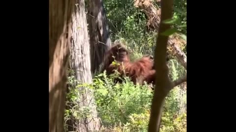 Viral Oklahoma Bigfoot Video