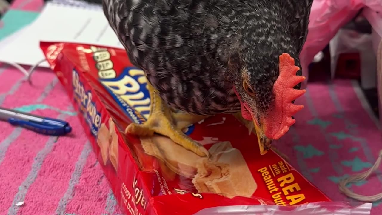 Rooster Demands More Cookies