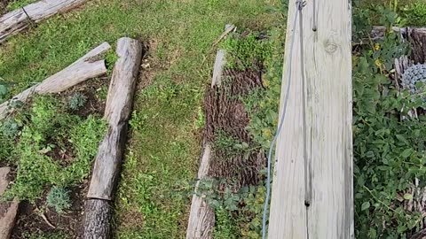 Clematis Regime Fortifications