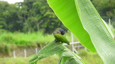 FiltersDelightful Parrot Videos✨ye mithu talking parrot cute