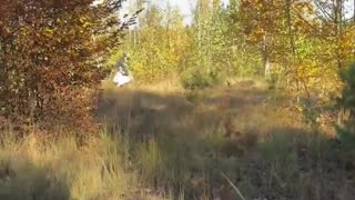 🍄🇺🇦 Ukraine Russia War | Mushroom Pickers in Ukraine | RCF