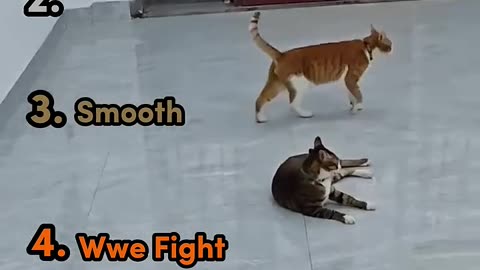Ranking Best Cat Fight Moment