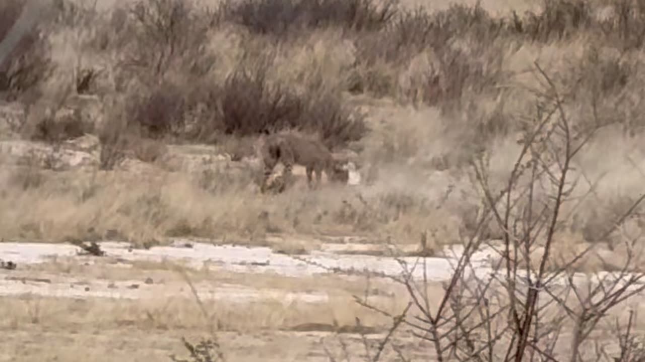 Kgalagadi Cheetah Cubs Learn To Hunt