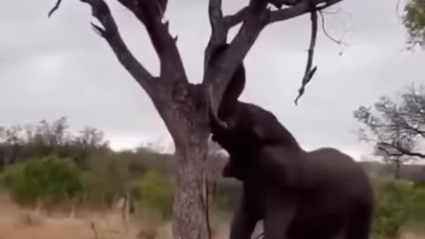 Elephant taking Down a Tree