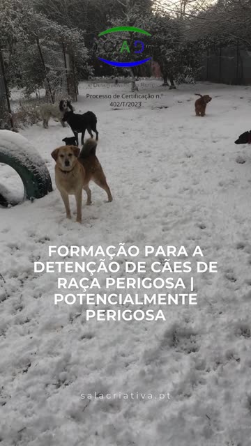 Dentençao cães de raça perigosa
