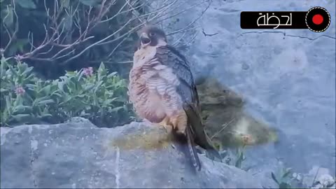 animals