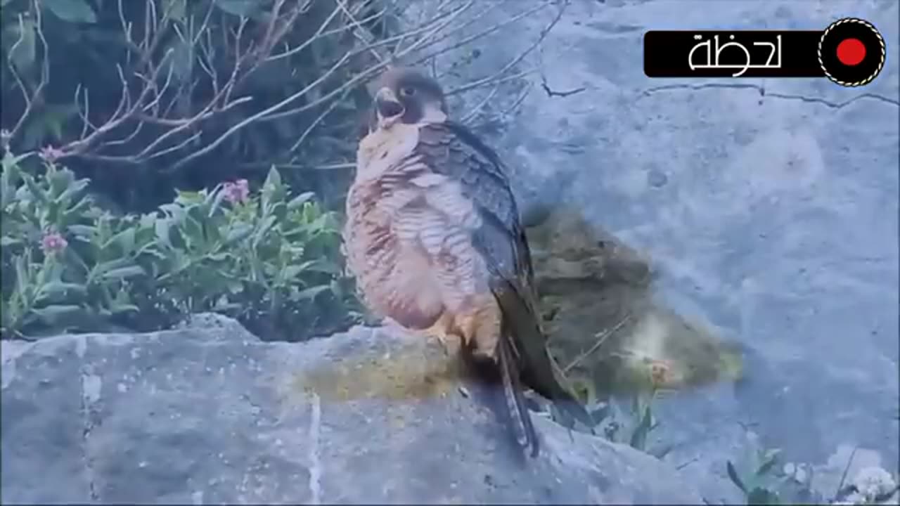 animals