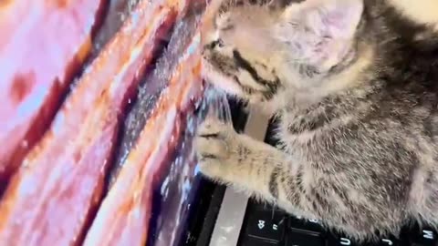 This kitten loves bacon 🥓😻