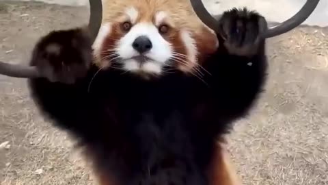 Snacking midway through workouts