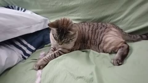 Unbelievably Cute Cat's Playtime with Fluffy Toy