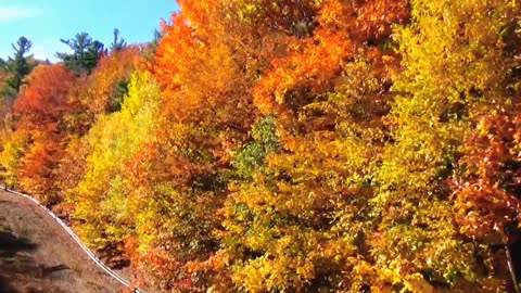 Fall Foliage