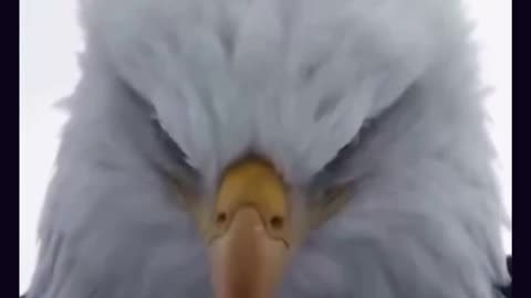 Epic Trump video about Maduro capture