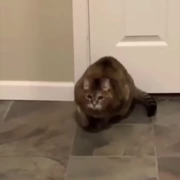 When the catnip hits pt. 2