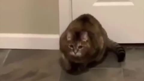 When the catnip hits pt. 2