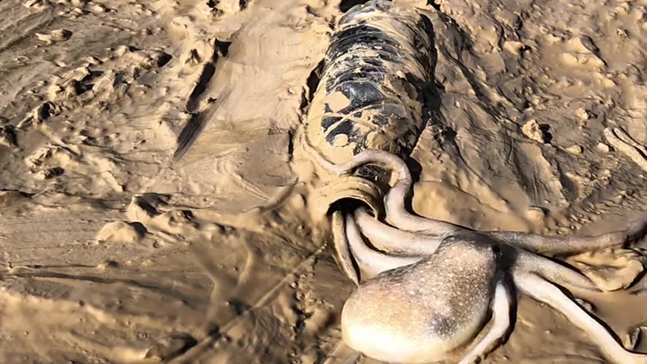 "Smart Octopus Slips Into a Tiny Bottle!"