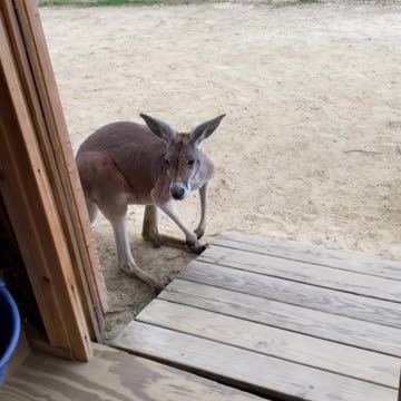 Only in Australia 🇦🇺