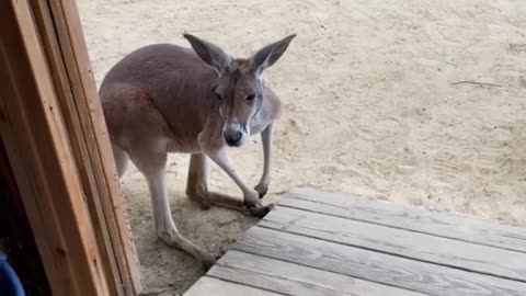 Only in Australia 🇦🇺 