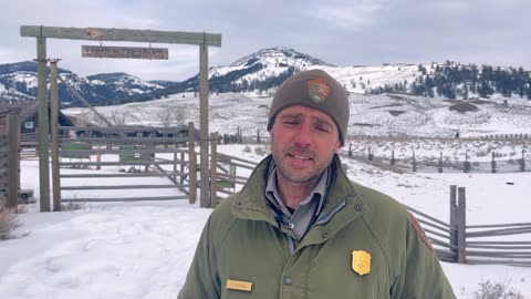 The History of Bison Management