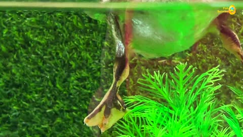 Baby Duck, Goldfish, Koi Carp - cute baby animal videos, pets, goldfish, glofish tetra