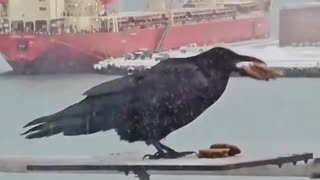 Crow figures out how to grab all the cookies.