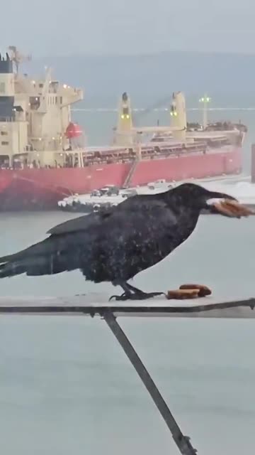 Crow figures out how to grab all the cookies.