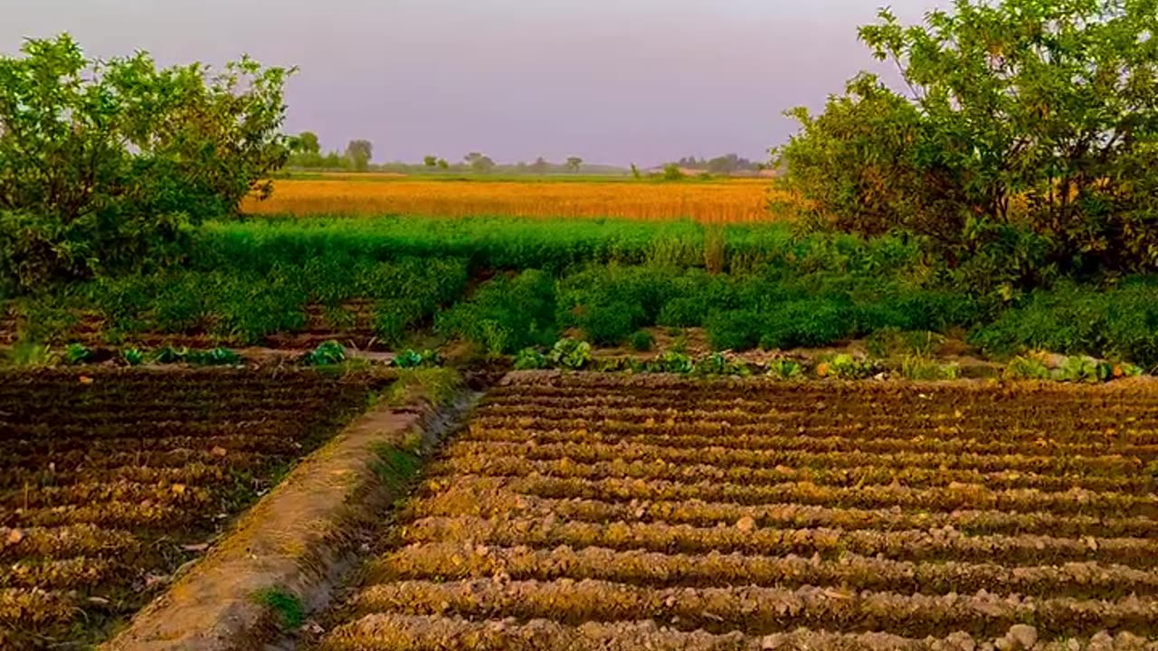 Village, Sunset time #reels #shorts #maxrecords