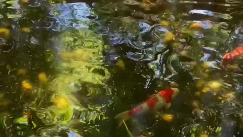 The Secrets of Koi Fish: Symbols of Luck & Easy Care Tips!