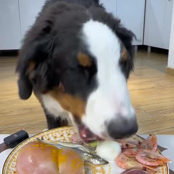 The Dog's Blissful Moment: Pure Happiness in Every Bite