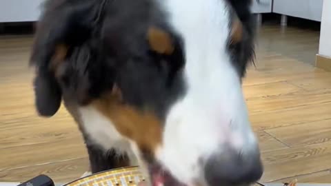 The Dog's Blissful Moment: Pure Happiness in Every Bite