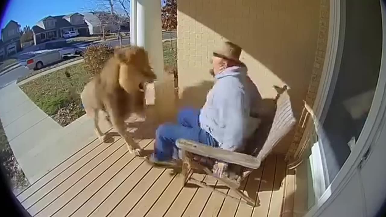 Funny 😂 video of 🦁 lion king 👑💖